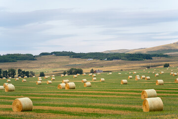 Bales of Hay on a farm field in Alberta
