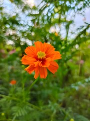 orange flowers in the garden