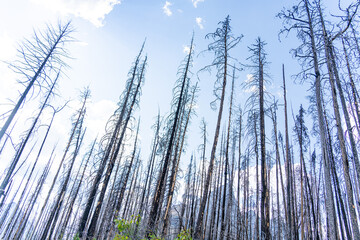 Burnt trees after devastating forest wildfire