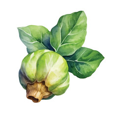 Watercolor of cabbage isolated white background