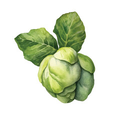 Watercolor of cabbage isolated white background