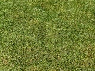 散水した芝生（刈高20mm）