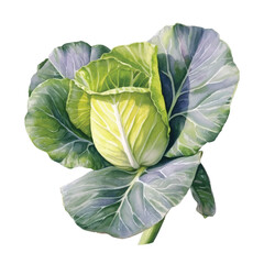 Obraz premium Watercolor of cabbage isolated white background