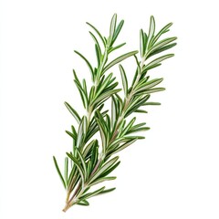 Fototapeta premium Sprig of rosemary with green leaves isolated on white background.