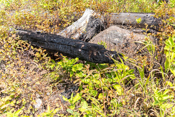 Burnt branch in forest after a forest fire wild fire