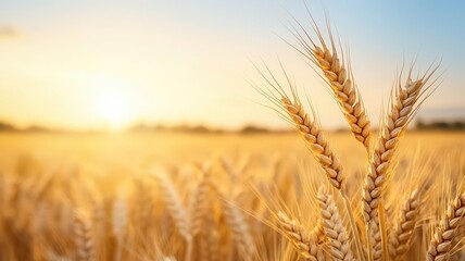 Fototapeta premium Golden wheat field at sunset, symbolizing abundance and the beauty of nature in agricultural landscapes.