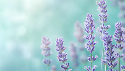 Obraz premium A single pastel color, such as mint green or lavender, providing a soothing and simple backdrop