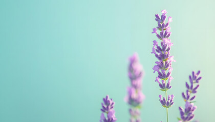 Obraz premium A single pastel color, such as mint green or lavender, providing a soothing and simple backdrop