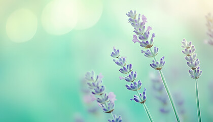 Obraz premium A single pastel color, such as mint green or lavender, providing a soothing and simple backdrop