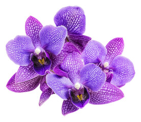 Obraz na płótnie Canvas Beautiful purple orchids in full bloom on display, cut out - stock png.