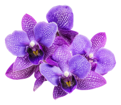 Beautiful purple orchids in full bloom on display, cut out - stock png.