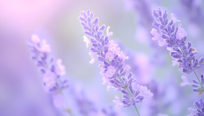 Obraz premium A single pastel color, such as mint green or lavender, providing a soothing and simple backdrop