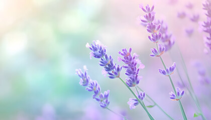 Obraz premium A single pastel color, such as mint green or lavender, providing a soothing and simple backdrop