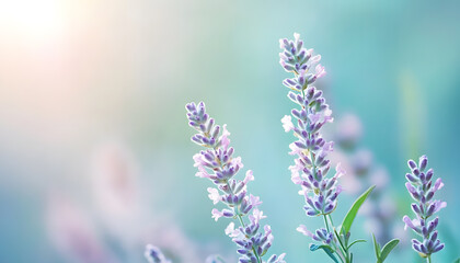 Obraz premium A single pastel color, such as mint green or lavender, providing a soothing and simple backdrop