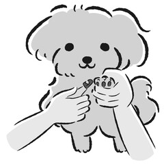 爪切りをするトイプードルの手描きイラスト
