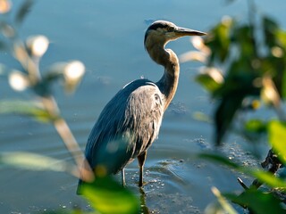 Great Blue Haron, Stanley Park, Vancouver