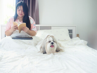 Fluffy Shih Tzu dog lying on the bed waiting for owner reading book in bedroom.