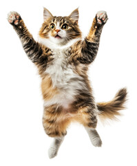 Obraz premium Energetic cat leaps joyfully in indoor setting, cut out - stock png.