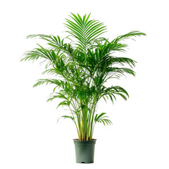 Fototapeta premium Parlor Palm isolated on white background