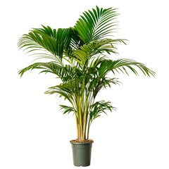 palm tree isolated on white, Areca Palm isolated on white background