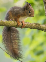 squirrel on a tree