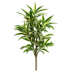 Obraz premium plant isolated on white background, Dracaena isolated on white background