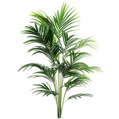 Fototapeta premium palm tree isolated on white background, Kentia Palm isolated on white background
