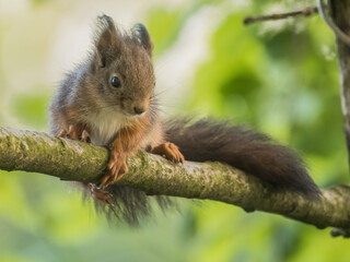 squirrel on a tree