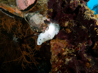 A Jorunna funebris nudibranch crawling on a ship wreck Boracay Island Philippines