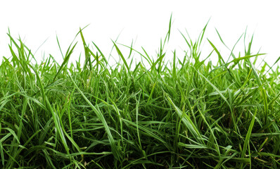 Fototapeta premium Fresh green grass growing in sunny spring weather, cut out - stock png.
