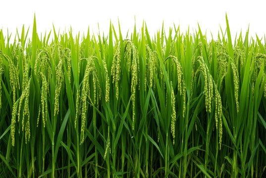 Vibrant green rice plants growing in sunny field, cut out - stock png.