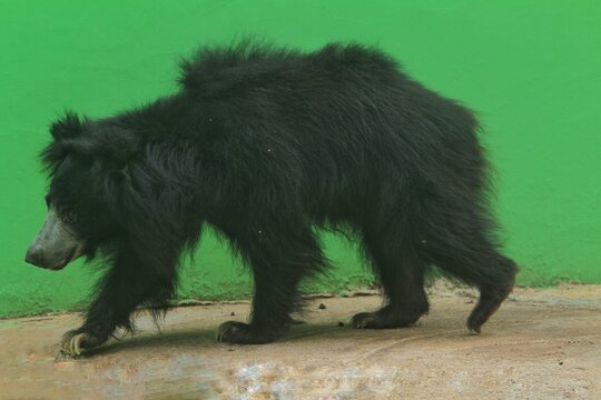 a sunbear is walking on a green background