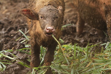 a young albino buffalo is eating grass