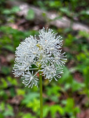 flower of a white baneberry