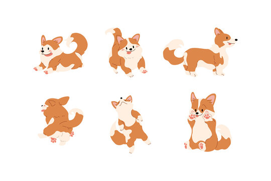 웰시코기 강아지 welsh corgi puppy dog