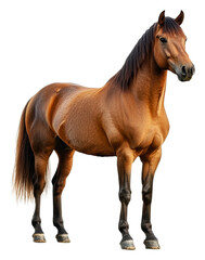 Obraz premium Majestic chestnut horse outdoors, cut out - stock png.