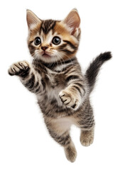 Obraz premium A playful kitten jumping with excitement indoors, cut out - stock png.