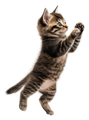 Obraz premium Playful tabby kitten jumping in the air, cut out - stock png.