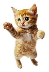 Obraz premium Playful ginger kitten jumping in the air indoors, cut out - stock png.