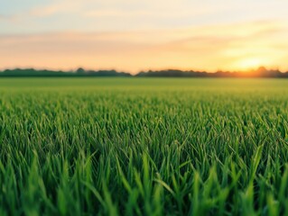 Obraz premium A serene field of vibrant green grass at sunset, showcasing nature's beauty and tranquility in a picturesque landscape.