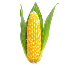 Corn object isolated on transparent png. 