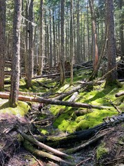 avalanche creek