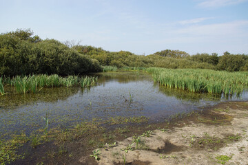 View of the swamp, wetlands, dunes, lake in nature reserve 'het Zwanenwater' near the North Sea in Callantsoog, Netherlands. Many yellow flags. Summer, September.