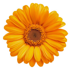 Naklejka premium Bright yellow daisy blooming in spring garden, cut out - stock png.