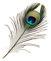 Fototapeta premium Peacock feather on white surface, cut out - stock png.