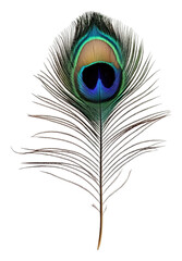 Obraz premium Detailed peacock feather against a white backdrop, cut out - stock png.