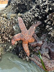 Low tide wonders