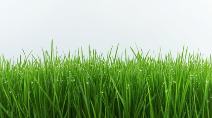 Obraz premium Morning dew on fresh green grass, symbolizing the freshness of a new start.