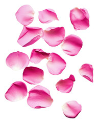 Fototapeta premium Pink rose petals on white background, cut out - stock png.