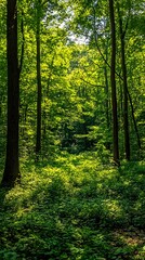 Obraz premium Lush green forest with sunlight filtering through the canopy, creating a dappled effect on the forest floor.
